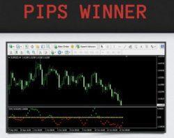 Pips Winner (Pips Guardian)